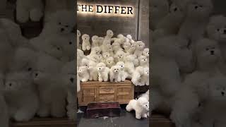 he was the imposter 😂😂😂#animals #cats #catsoftiktok #funny #dogs #funnyvideo #dogsvideos #funnydogs