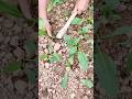 Thinning young leafy vegetable seedlings to ensure healthy and optimal plant growth