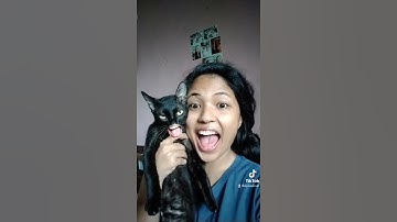 Thumbnail of Momo the cat | Tiktok | Dubbing | Bong-go cha cha cha #shorts