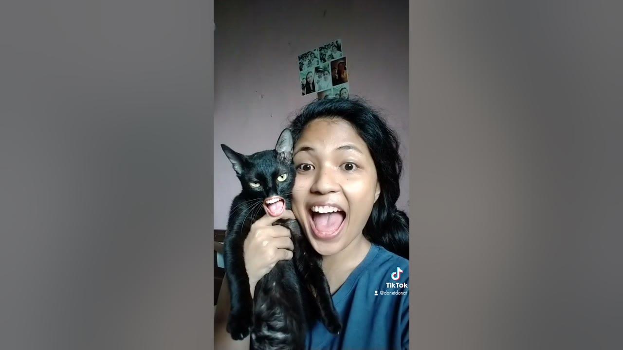 Momo the cat | Tiktok | Dubbing | Bong-go cha cha cha #shorts Momo the cat | Tiktok | Dubbing | Bong-go cha cha cha #shorts