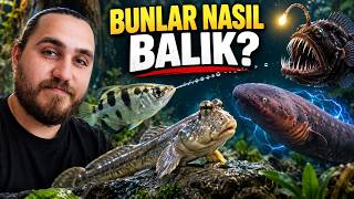 Dünyanın En İlginç 10 Balığı! Yaptıklarına İnanamayacaksınız