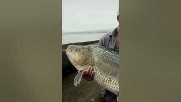 Loài cá có bộ răng siêu khủng mà có thể bạn chưa biết  #thegioidongvat #shorts