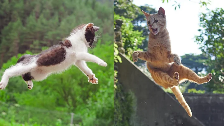 Watch the video about Best Cats Jump Fail 🙀 Best Funny Videos 2022