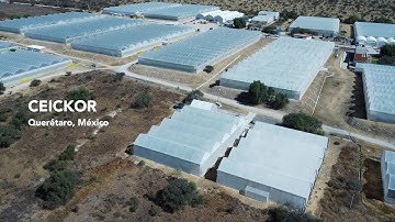 Grodan Ceickor Trial Phase 3