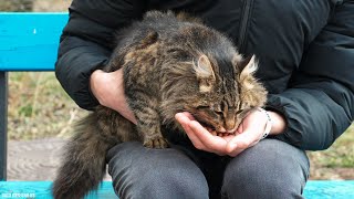 Feeding fluffy Cat from my Hand