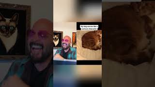 Wait for the cat at the end!😹🤣 #dogs #cats #lol Net Worth