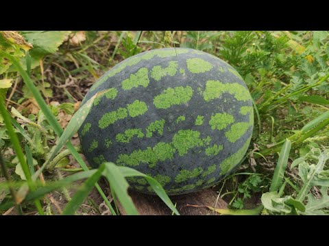 Арбузы в средней полосе России город Брянск 25 августа 2022 #shorts