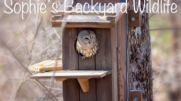LIVE: Barred Owl Nesting Box