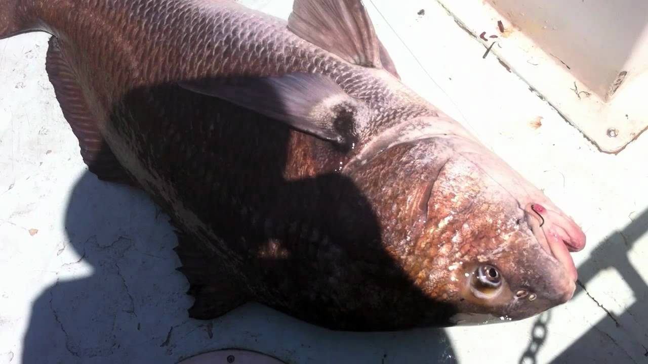 Bay Fishing for Drum and Rockfish YouTube