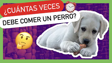 ¿Cuánto tiempo antes de acostarse deben comer los perros?