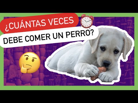 Video: ¿Es mejor alimentar a un perro antes o después del ejercicio?