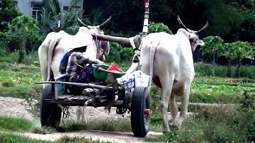 Cuộc sống thường ngày trong làng của đồng bào khmer Tà Hu, Núi Tô, Tri Tôn, An Giang 22/05/2023