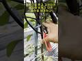 가지 2차 순치기로 최소 50개 수확하기 나무처럼 크게 키워 추비는 기본에 필수 3가지만 하면 됩니다 가지 2차 순치기로 최소 50개 수확하기 나무처럼 크게 키워 추비는 기본에 필수 3가지만 하면 됩니다