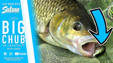 *** SALMO UK *** HOW TO CATCH BIG CHUB ON CRANKBAITS