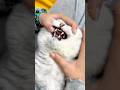 Pet Care giving medicine to cat 🐈💊 #cat #petcare #shortsfeed #cutecat #kitten