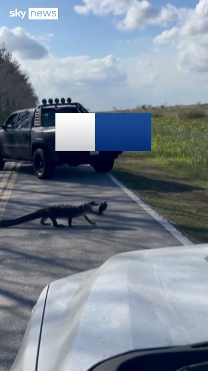 Why did the alligator cross the road?