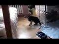 Gatos chistosos