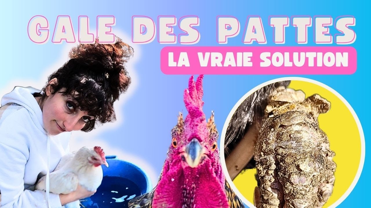 GALE DES PATTES POULES, Traitement SIMPLE, RAPIDE et EFFICACE avec