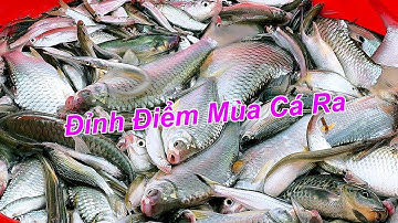 Đỉnh Điểm Mùa Cá Linh Miền Tây An Giang 2025 Mùa Nước Rút 