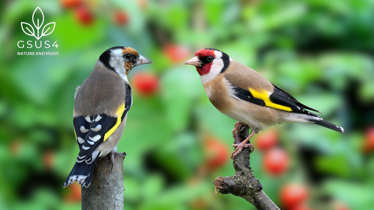 10 Hours of Birdsong in the Forest - Relax, Learn, Sleep Well | Healing Sounds