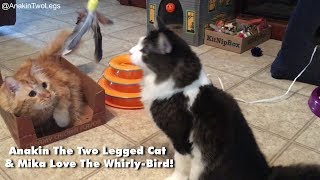Anakin The Two Legged Cat and Mika Play with the WhirlyBird