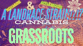 LANDRACE THAI Strain in Florida!?!? Grassroots Branded 'Novarine' & 'Apple Mochi' STRAIN REVIEW