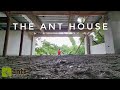 Moving to the New Ant House: Tour of The New 'Antiverse' 2.0