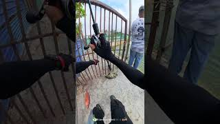 Cara sangkut udang gostan pujuk baby kerapu #anglerindonesia #fishing #casting #dsdangler #mancing