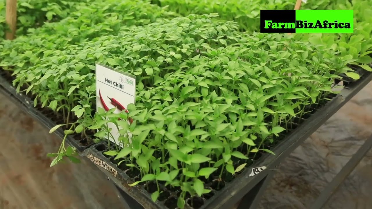 Increase Seedling Survival Using Coco peats or Coco Coir — Nursery Tips That Work