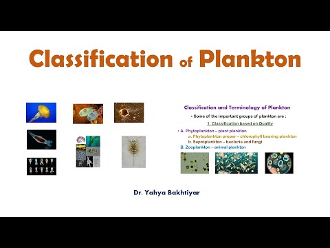 13 Classification of Plankton