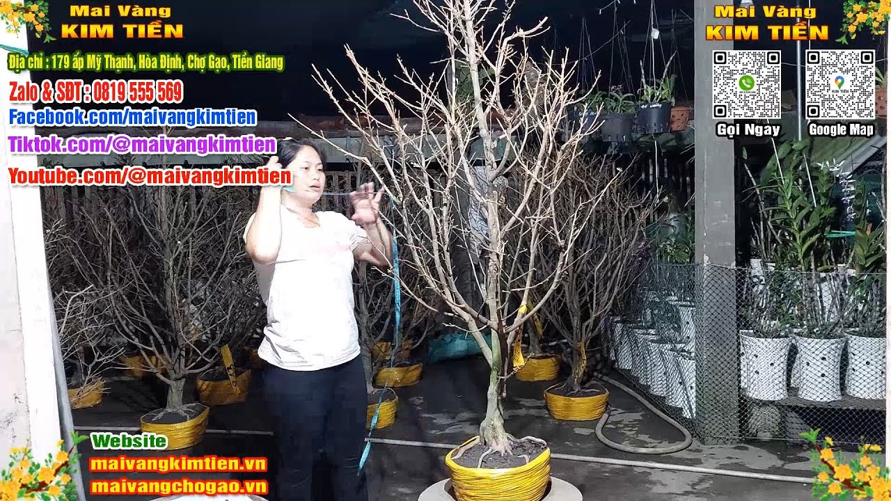 MS #573 - Mai Vàng Giảo Hạt Thủ Đức Tàng Đẹp Nhiều Nhánh Giá 700k - Mai Vàng Kim Tiền Chợ Gạo