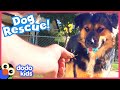 Stray Dog Saved By Mystery Rescuer | Rescued! | Dodo Kids