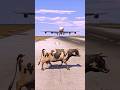A Spirit Cow Comes Suddenly During Airplane Landing | Grand Theft Auto V ||