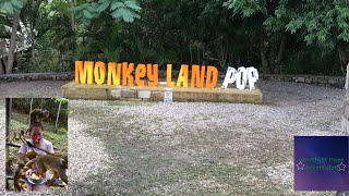 Monkey Land   Amber Cove