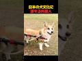 日本の犬文化に涙する外国人…ただの散歩が特別な思い出になった