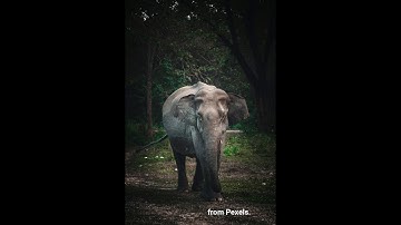 March of the Elephants (Original)