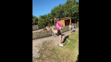 Petting Zoo Emu Zoomies