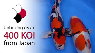 Our largest shipment of koi ever  Unboxing of 433 koi shipped directly from Japan