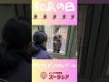 【飼育の日①】アカアシドゥクラングールの体重測定【ズーラシア公式】#shorts