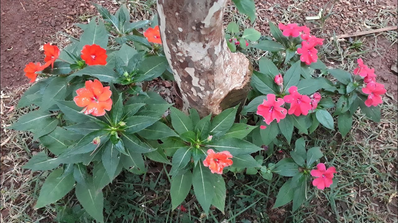 Sunpatiens: beijo, maria sem vergonha, beijo turco, beijinho - thptnganamst.edu.vn