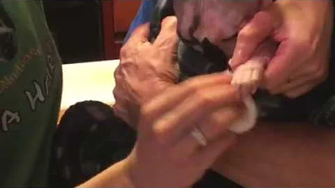 Watch the video about Hairless Cat ToeNail Grooming Video