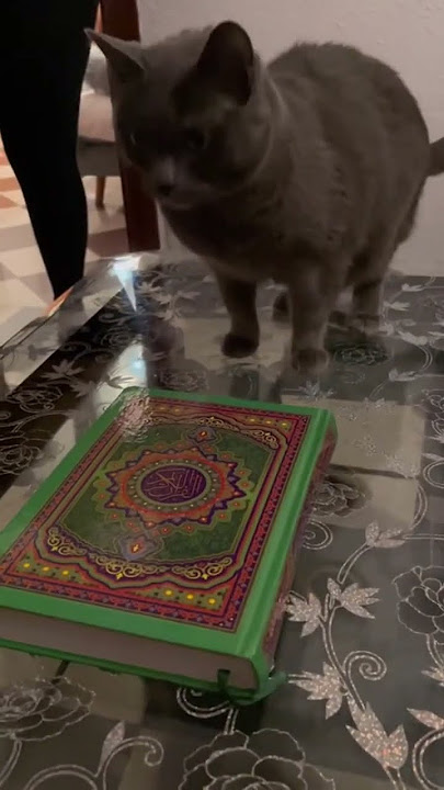 Cats know their CREATOR. it’s the people who forget.#cats #islam #quran #muslimshort #subhanallah