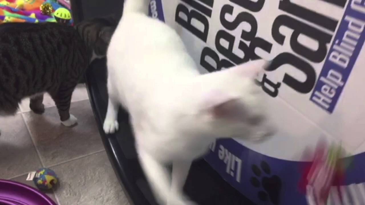 special needs animals for adoption near me Smudge & The Wheel