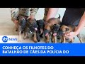 Conheça os filhotes do batalhão de cães da polícia do DF #cães