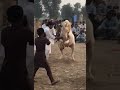 Horse Dance گھوڑا ڈانس گھوڑا ناچ