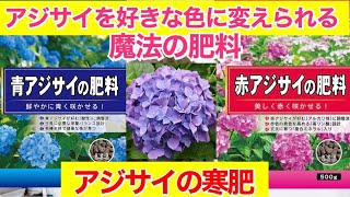 紫陽花の寒肥 かんごえ かんぴ アジサイの花を10倍咲かせて アジサイを好みの色に変えられます ガーデニング 剪定よりも大事な作業です Youtube