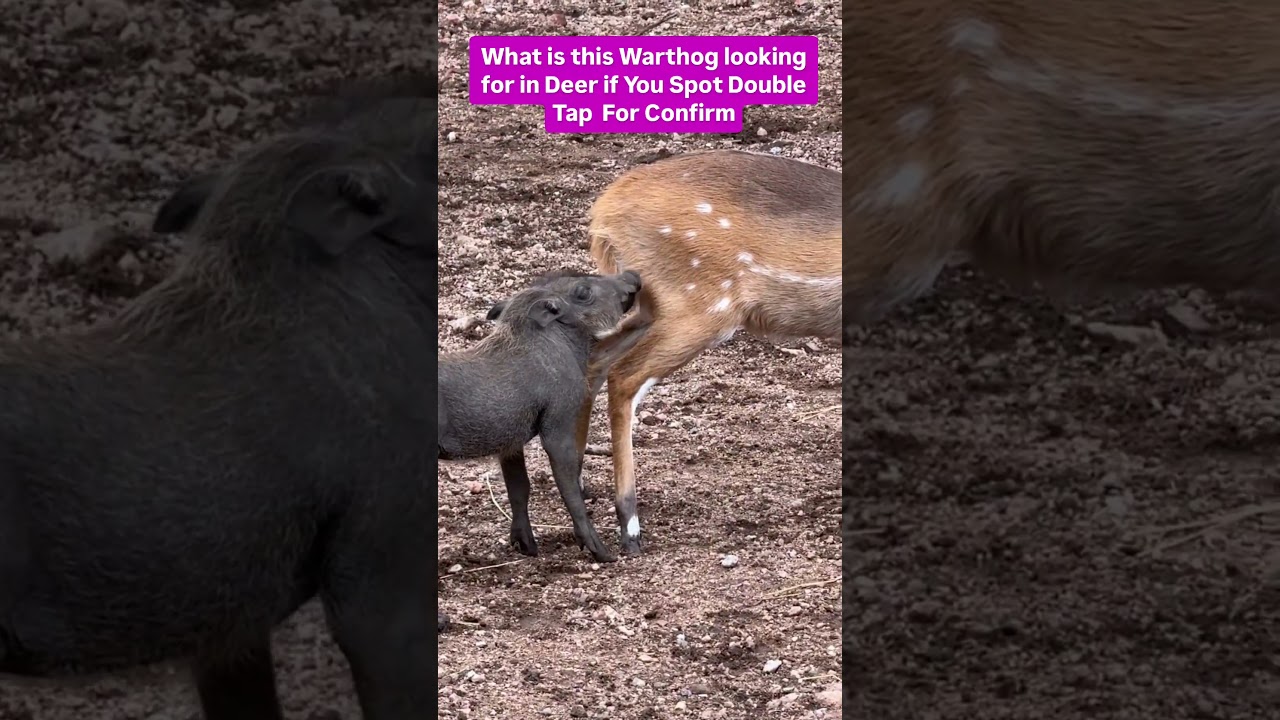 Do you know what wrong challenge ? 