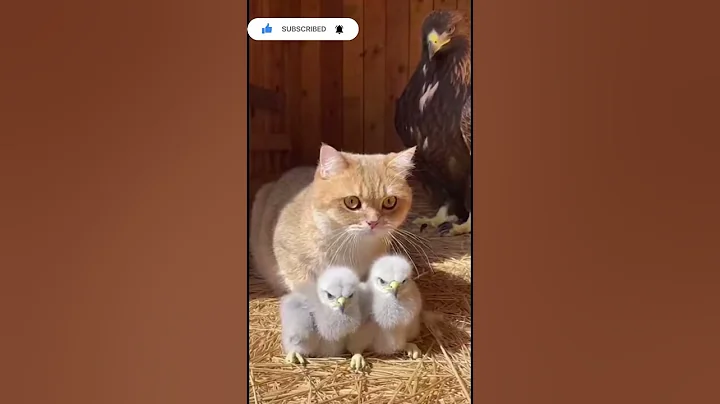 Video 11892711: curious british shorthair cat, british shorthair golden cat, baby cats