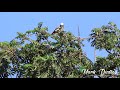 Wild african grey  bulago