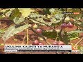 Wakulima Murang A Waanza Ukulima Wa Matunda Licha Ya Uhaba Wa Maji